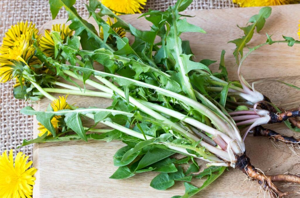 Pulled out dandelions