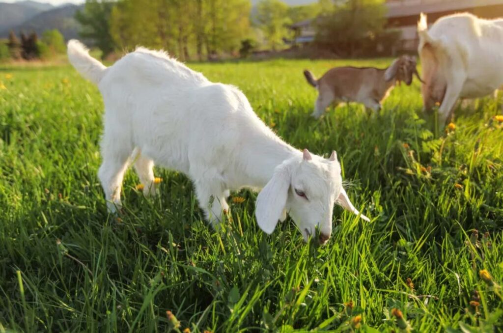 Goats eating dandelions
