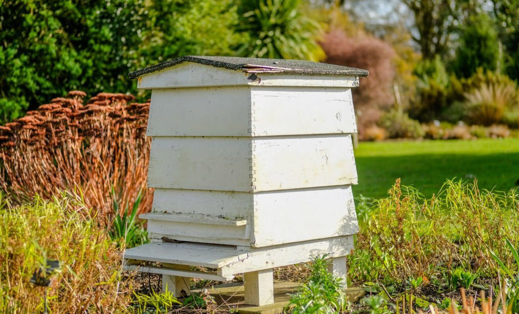 bee hive in large garden