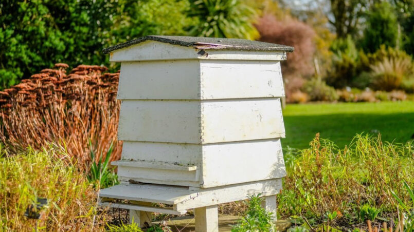 bee hive in large garden