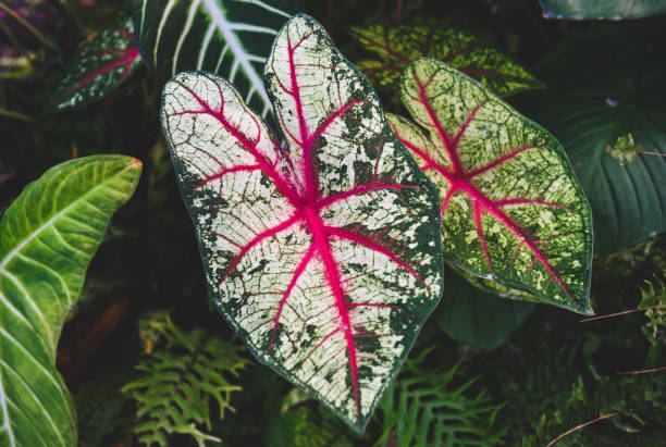 Caladium bicolor leafs