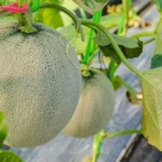 Cantaloupe plant with watermelon