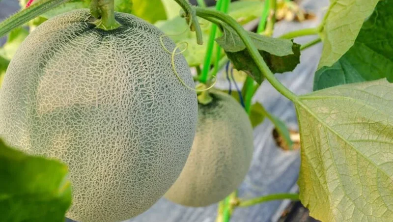 Cantaloupe plant with watermelon