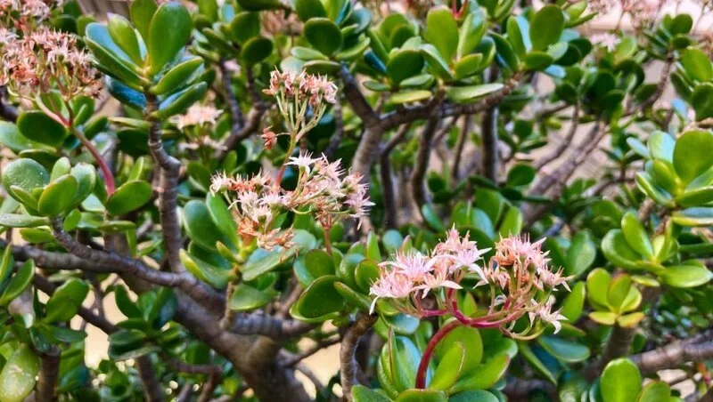 Crassula in bloom (jade tree)