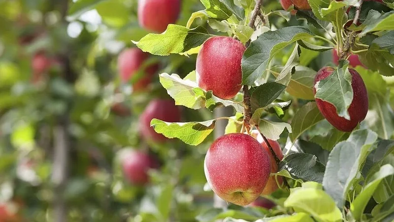 Red Gala apples, hanging in a tree