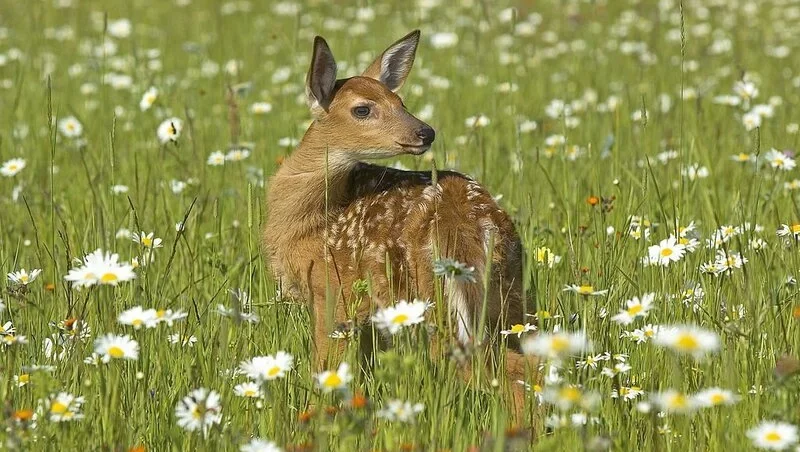 White tailed deer in field of spring flowers