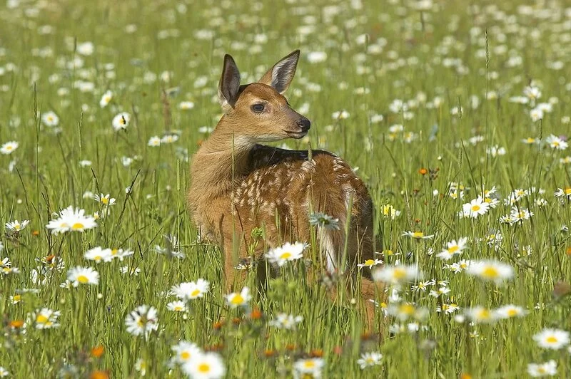 White tailed deer in field of spring flowers