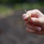 In the hand of the gardener sprouted zucchini seed