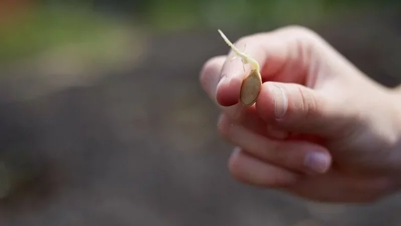 In the hand of the gardener sprouted zucchini seed