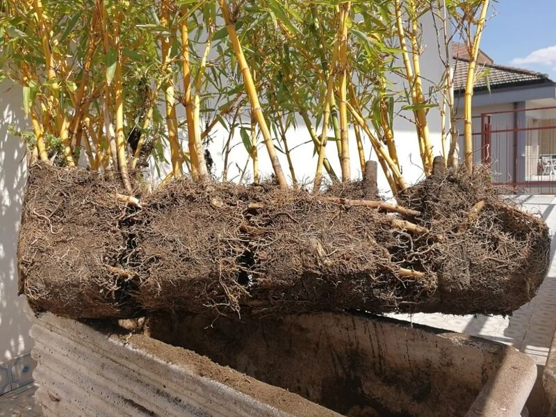 Bamboo plant in the process of decanting