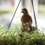 birds in hanging plants