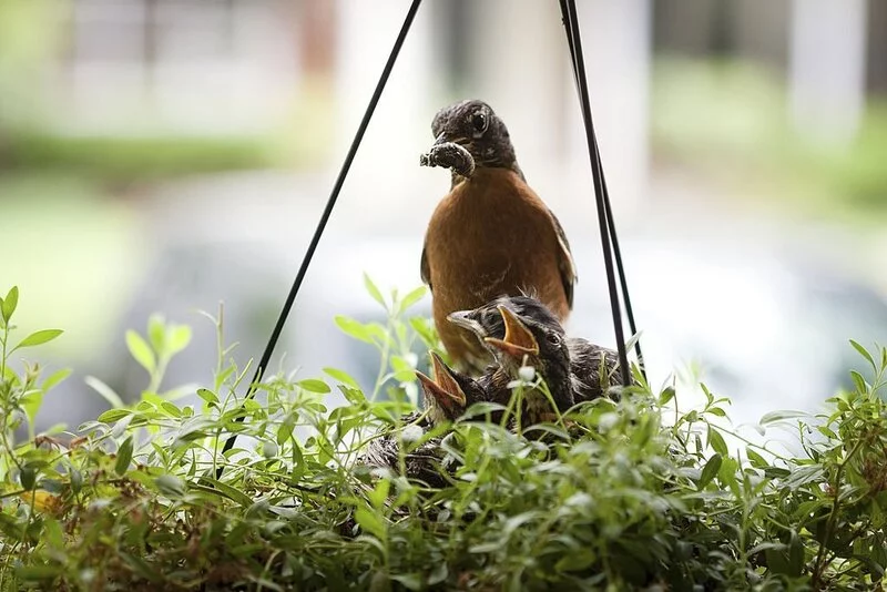 birds in hanging plants