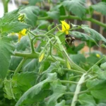 Bumble Bee pollinating grape tomato flower in greenhouse