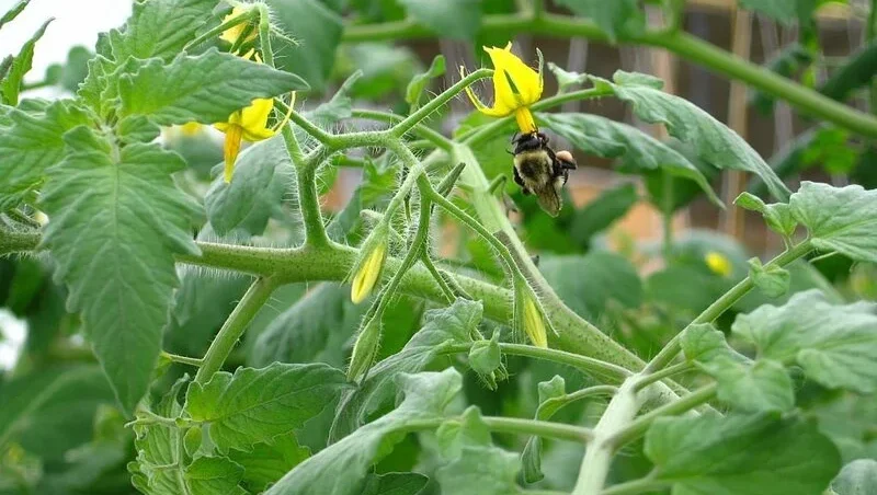 Bumble Bee pollinating grape tomato flower in greenhouse