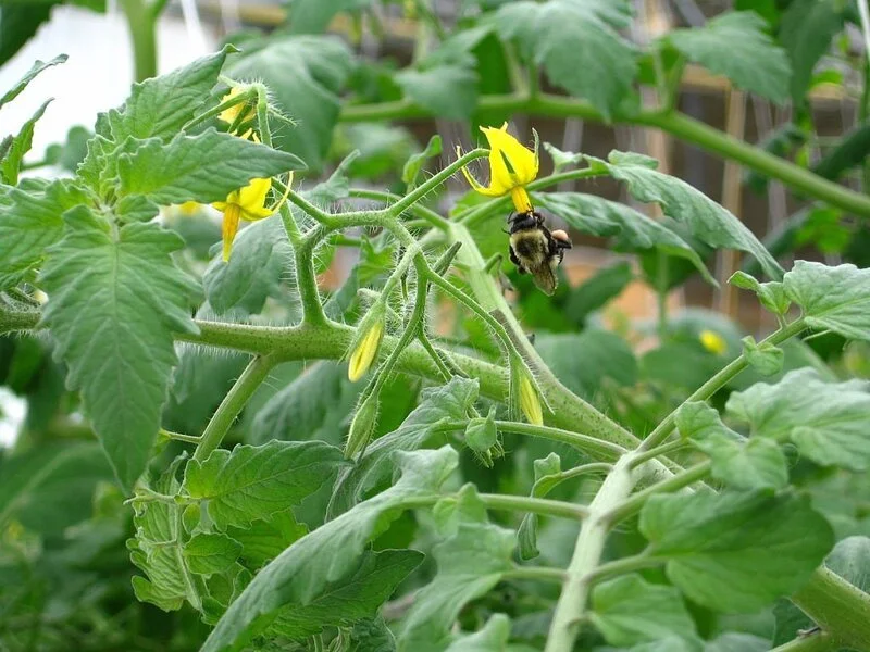 Bumble Bee pollinating grape tomato flower in greenhouse