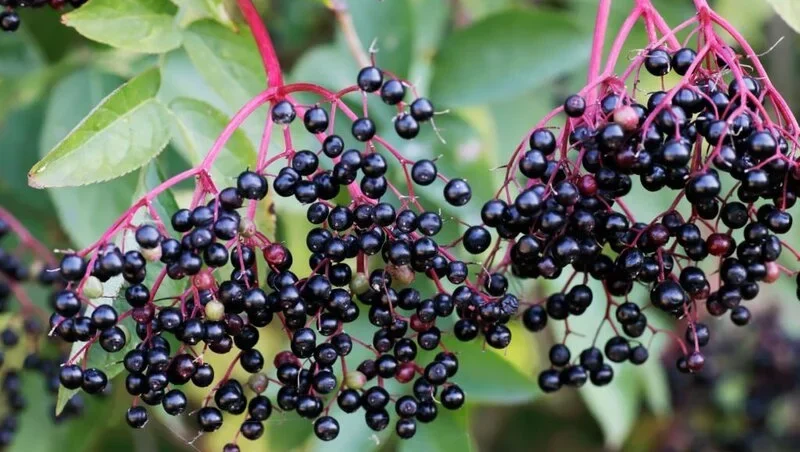 common elderberry
