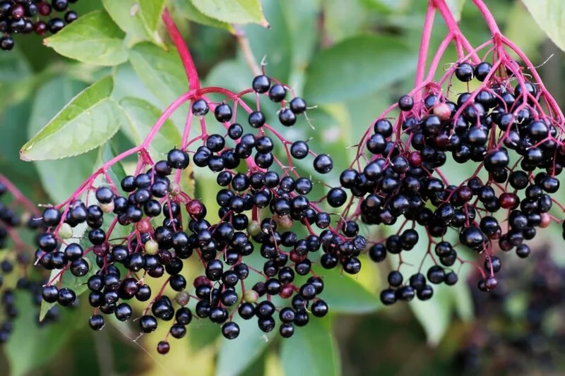 common elderberry