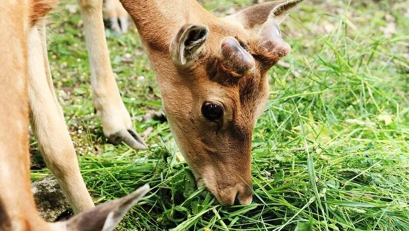 deer fawn eating grass