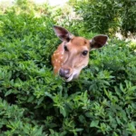 deer in bush