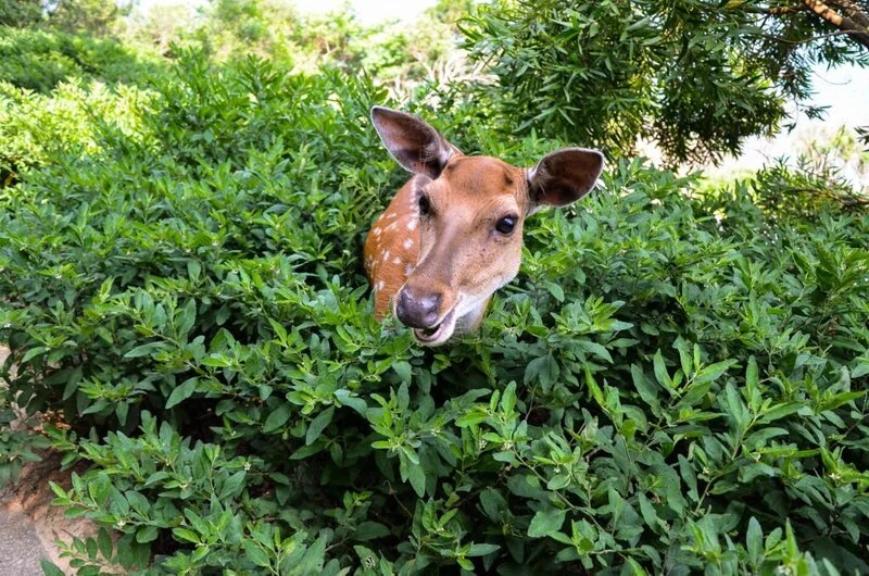 deer in bush