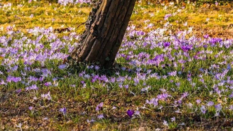 fairytale meadow full of purple crocuses under a tree
