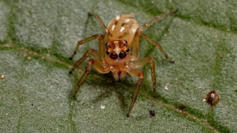 Jumping spiders