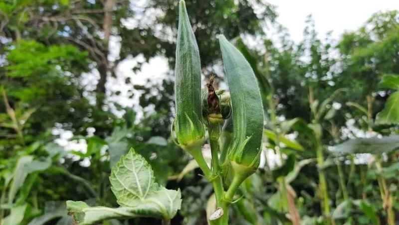 Okra plant with fruits