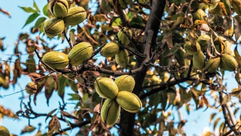 ripe pecans nut on the tree