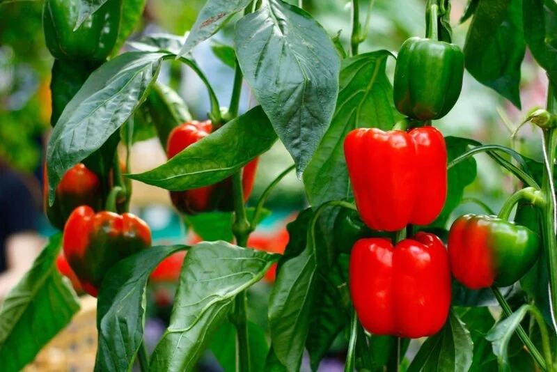 Verify: Yes, red and green bell peppers come from the same plant