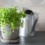 watering cilantro
