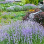 watering lavender