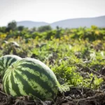 watermelon in field