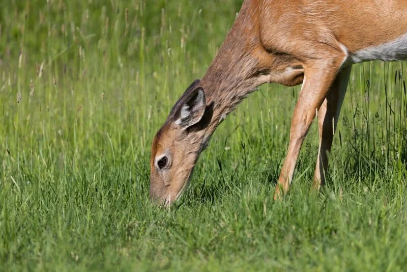 white-tailed deer eating grass