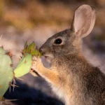 wild rabbit eating cactus