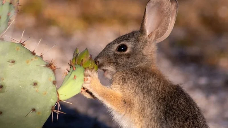 wild rabbit eating cactus