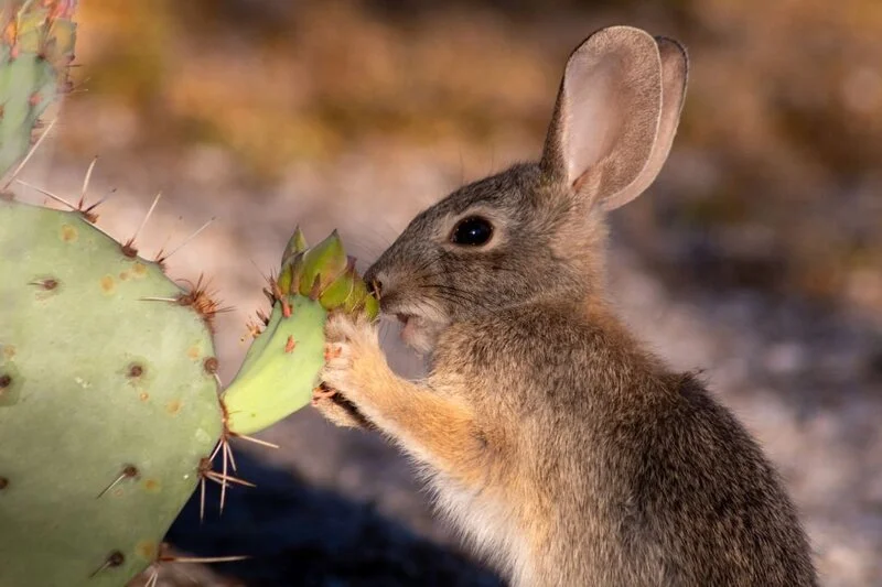wild rabbit eating cactus