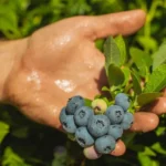 blueberry in garden