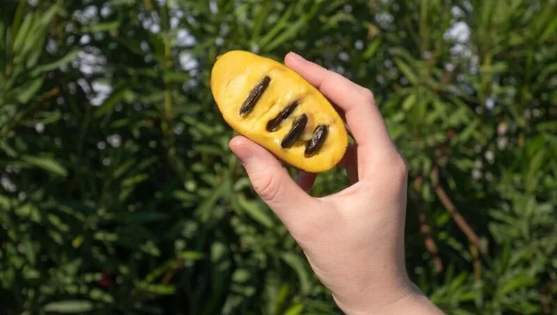 Paw Paw fruit with seeds