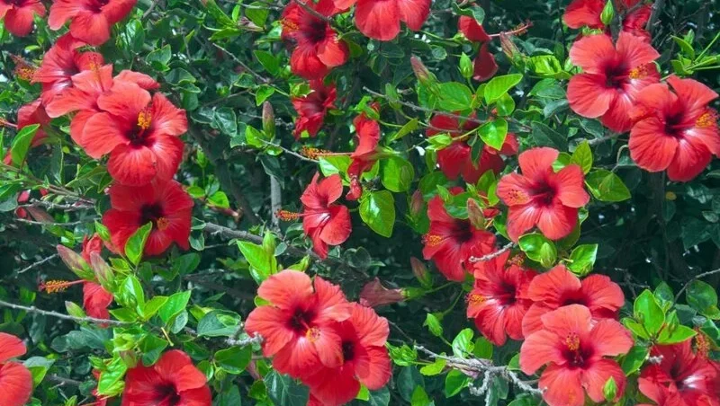 Tree with big red hibiscus flowers