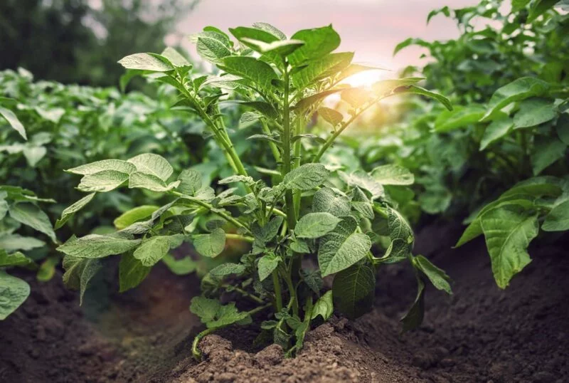 3Pack Durable Potato Grow Bags Garden Waterproof Reusable