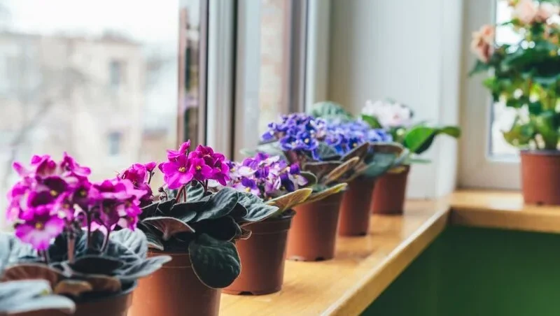 African violets in pots near window
