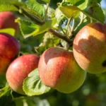 Apples on apple tree