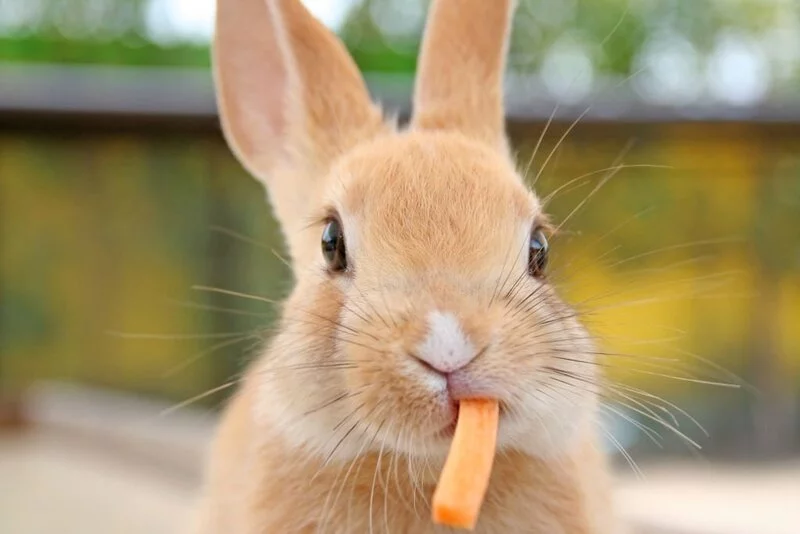 Baby rabbit eating carrot