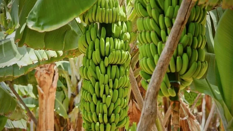 banana tree with bananas