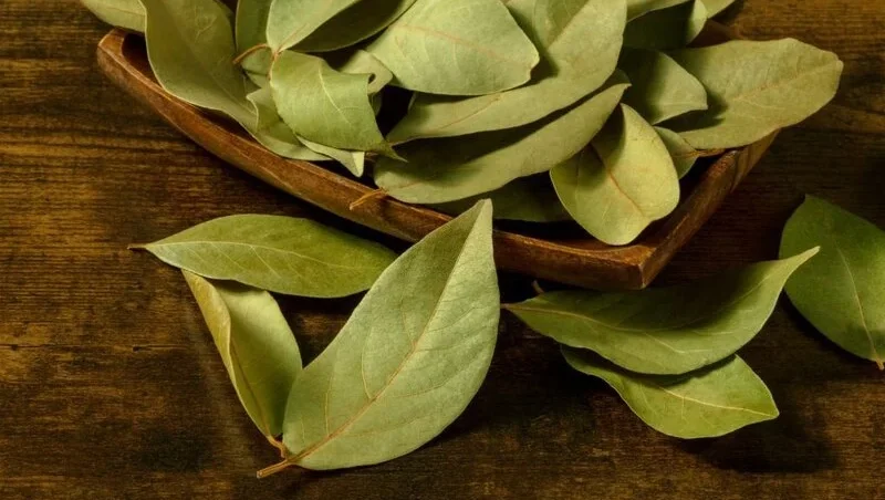 Bay leaves