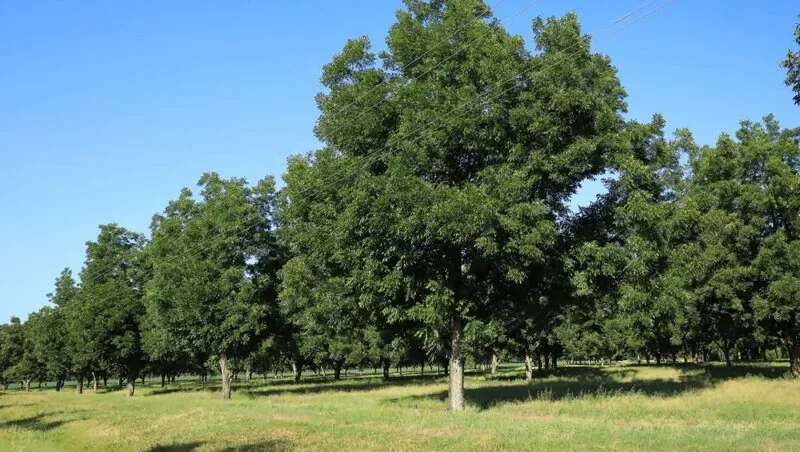 Big pecan trees