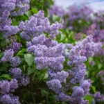 blooming lilac bush
