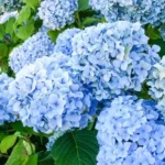 Blue hydrangea blooming