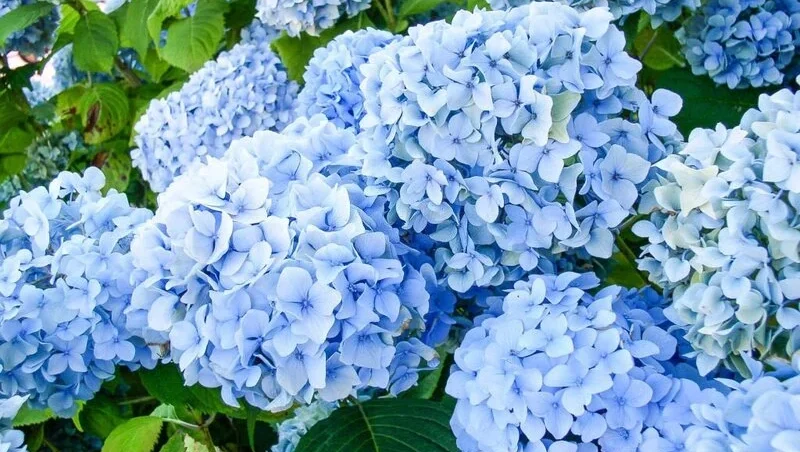 Blue hydrangea blooming