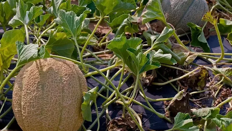 Cantaloupe on the vine